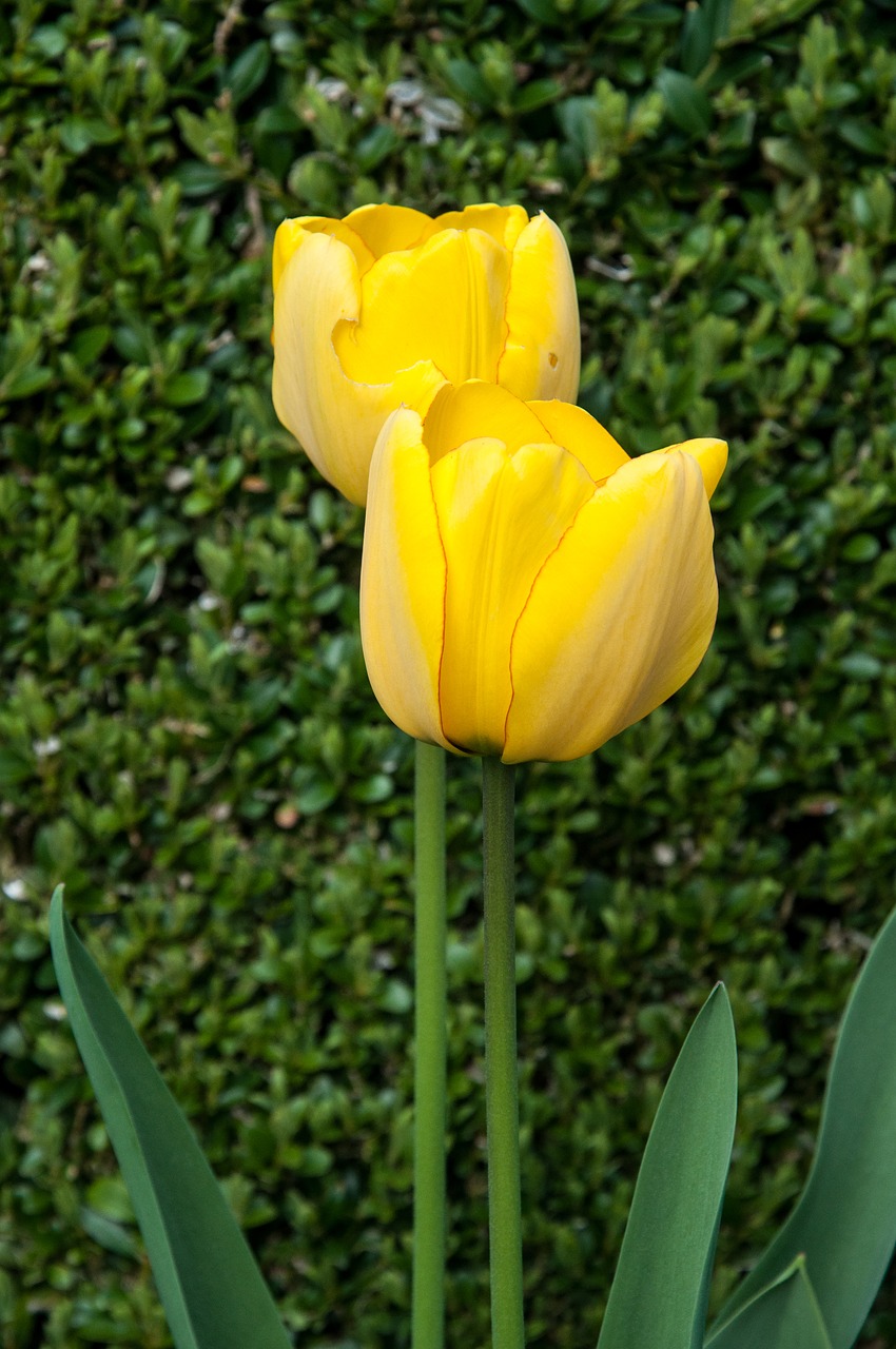 tulip nature plant free photo