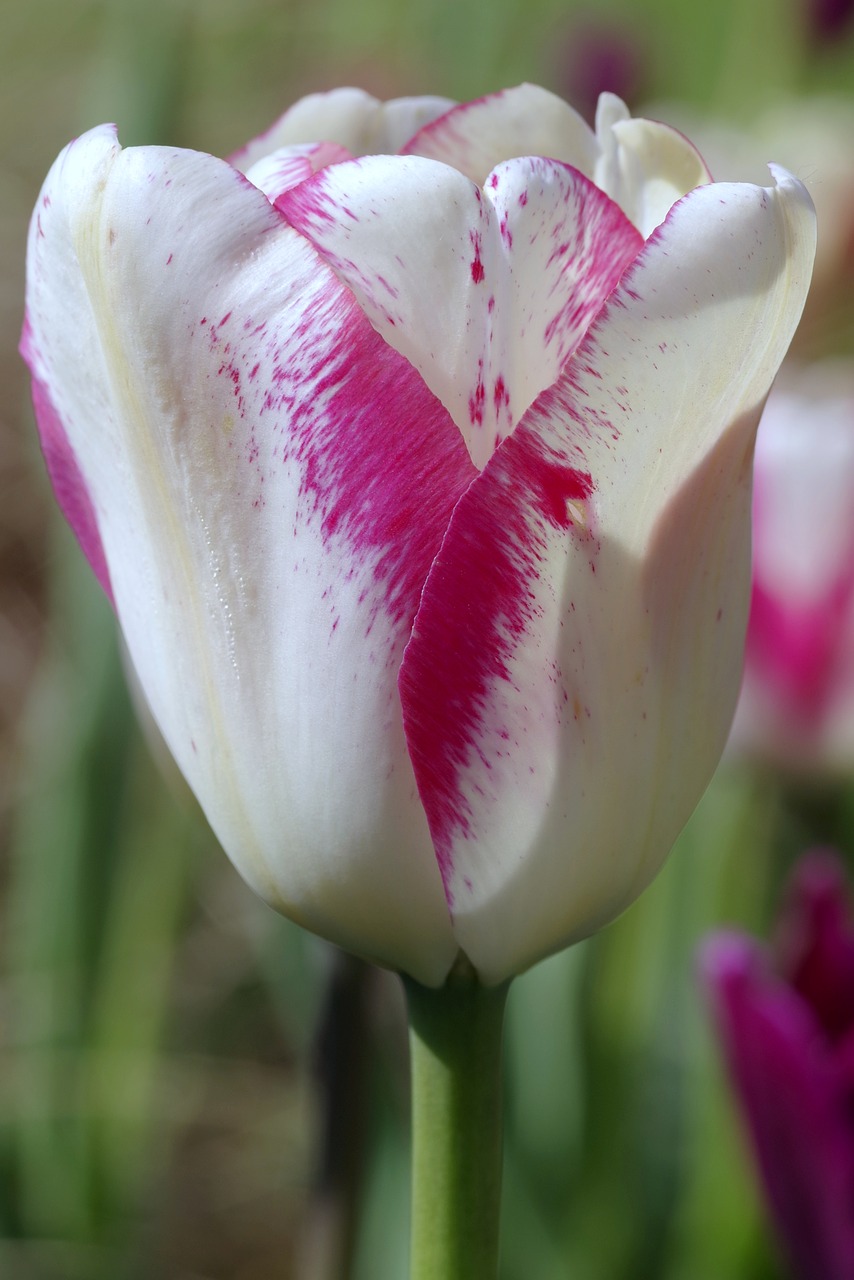 tulip white and red pink free photo