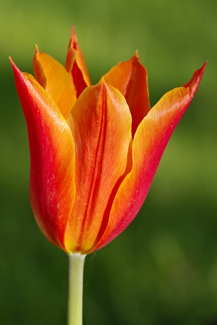 tulip orange sharp free photo