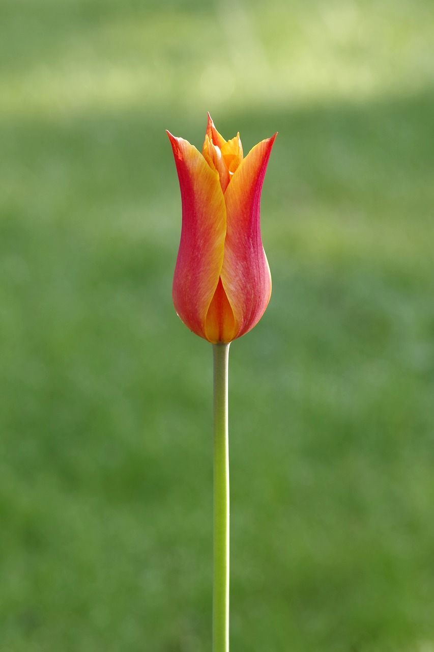 tulip orange tiny free photo