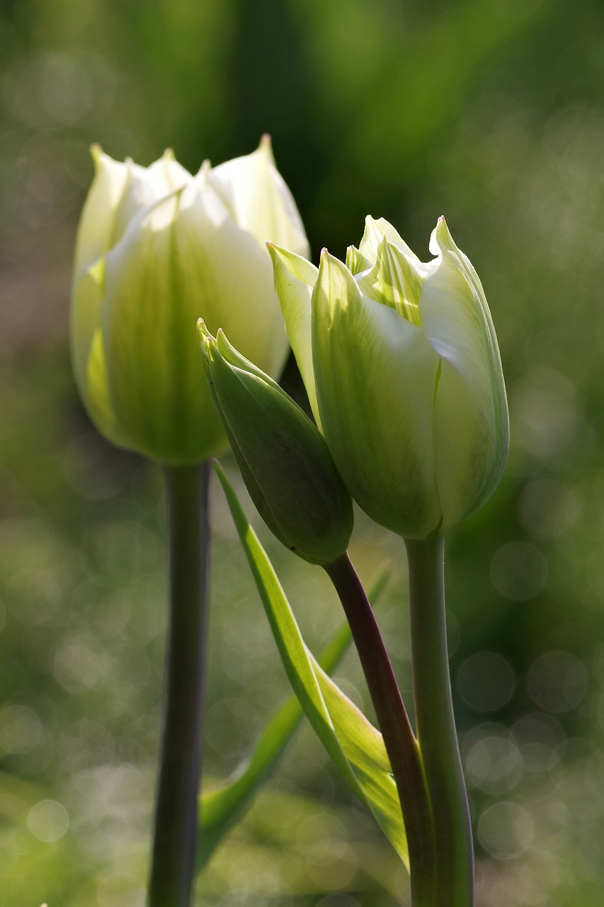 tulip green double free photo