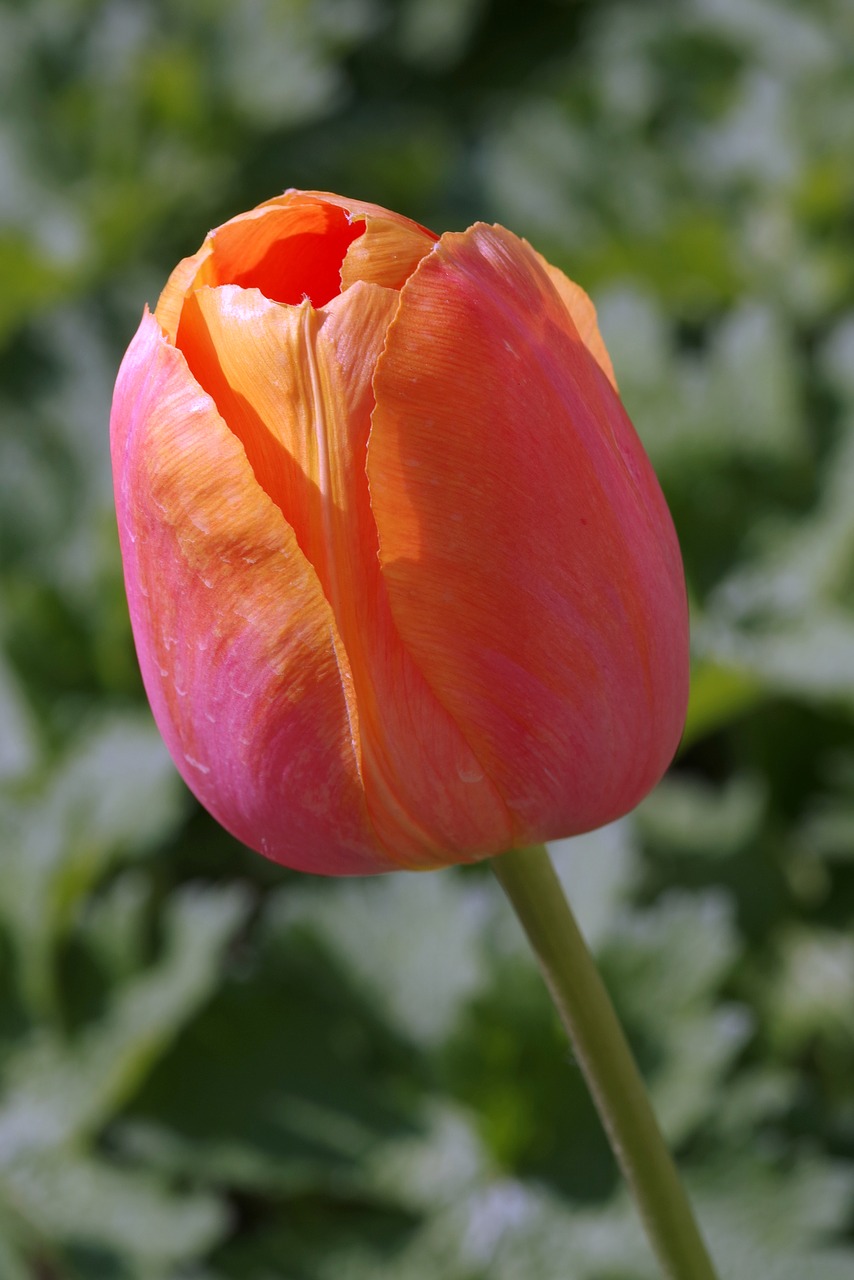 tulip cup orange free photo
