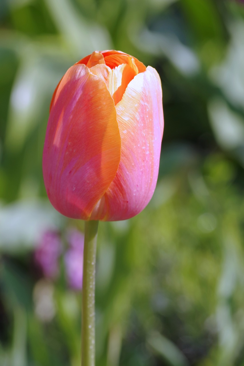 tulip cup orange free photo