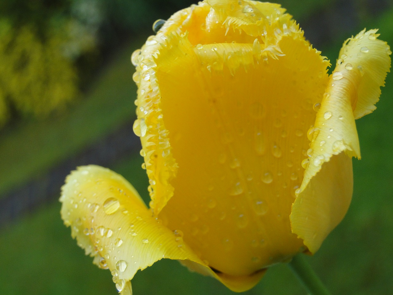 tulip yellow close free photo