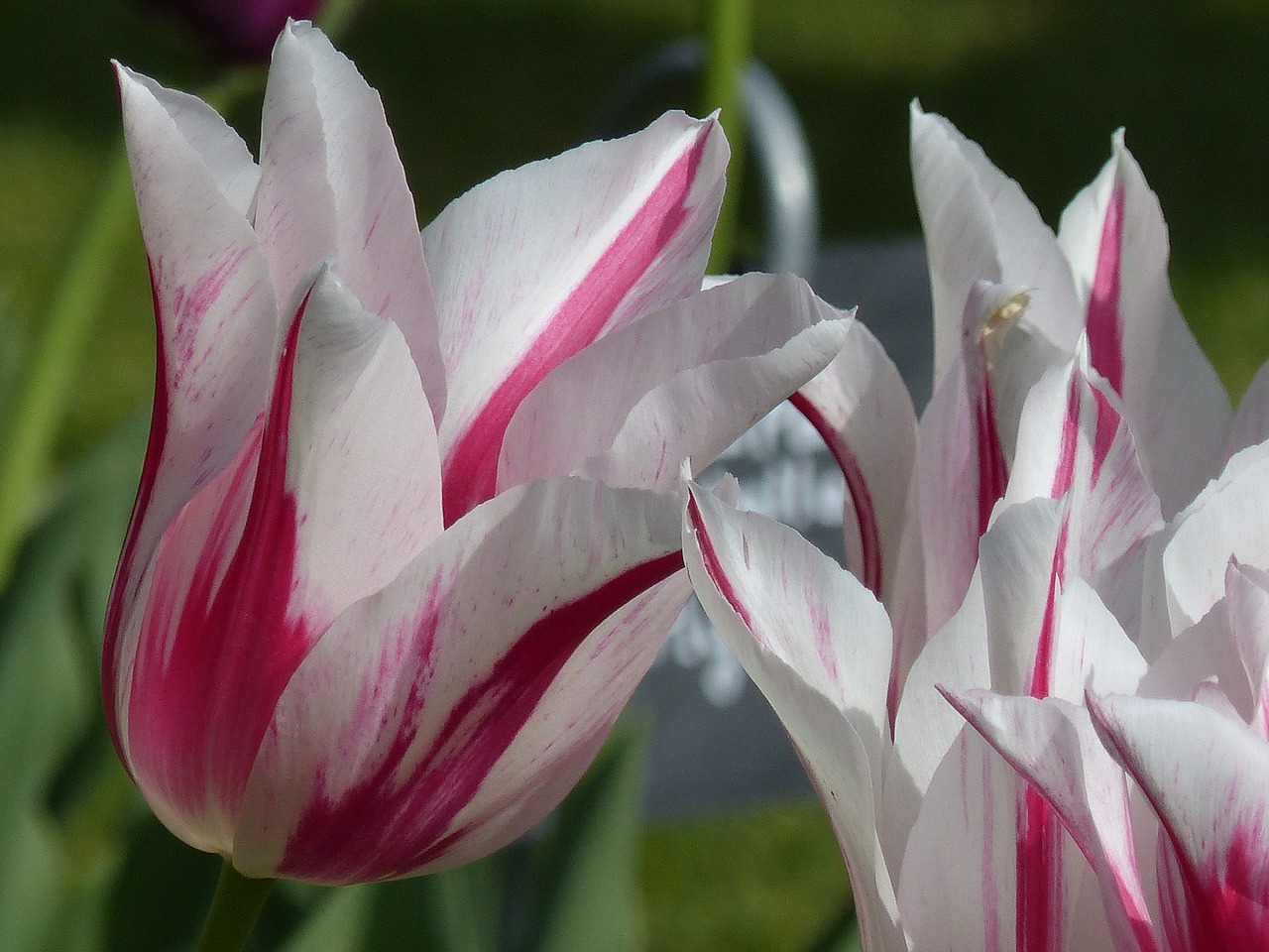 tulip flower spring free photo