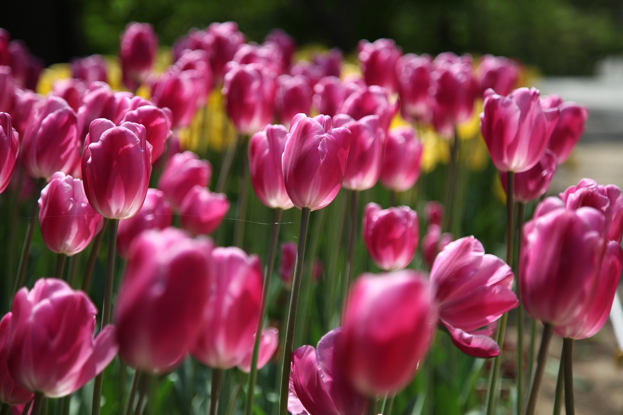 tulip flowers plants free photo