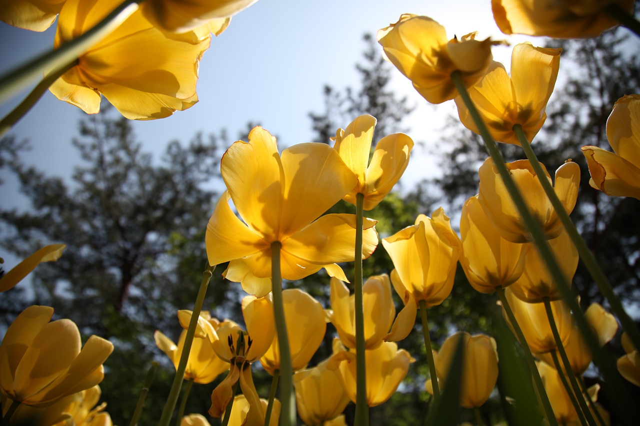 tulip flowers plants free photo