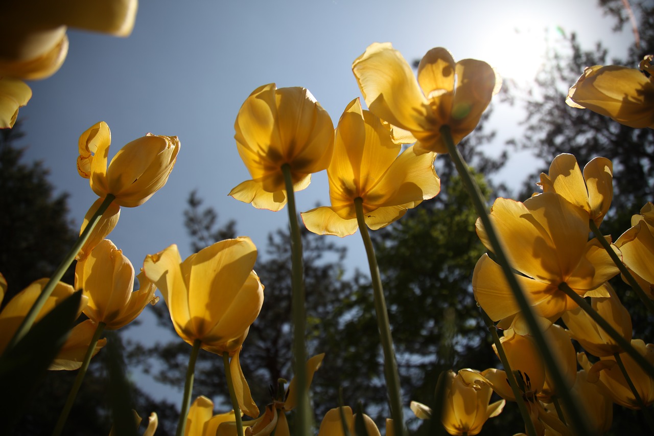 tulip flowers plants free photo