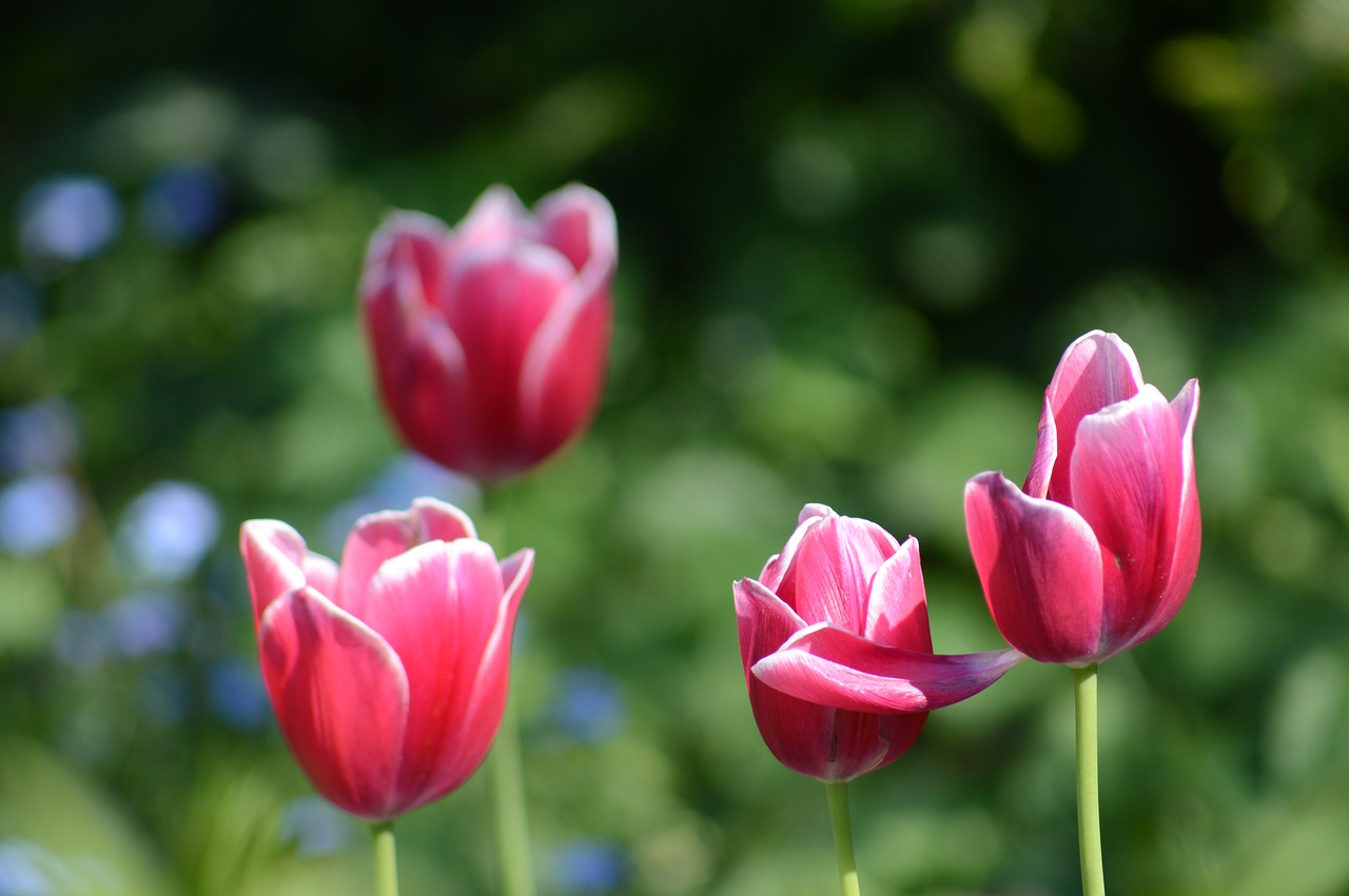 tulip flower spring free photo