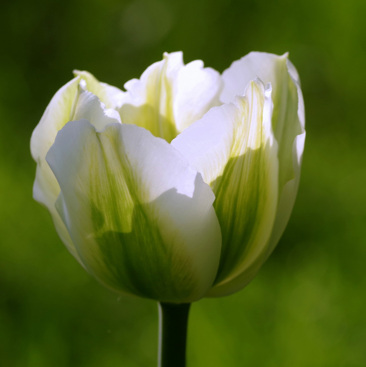 tulip green flowerbed free photo