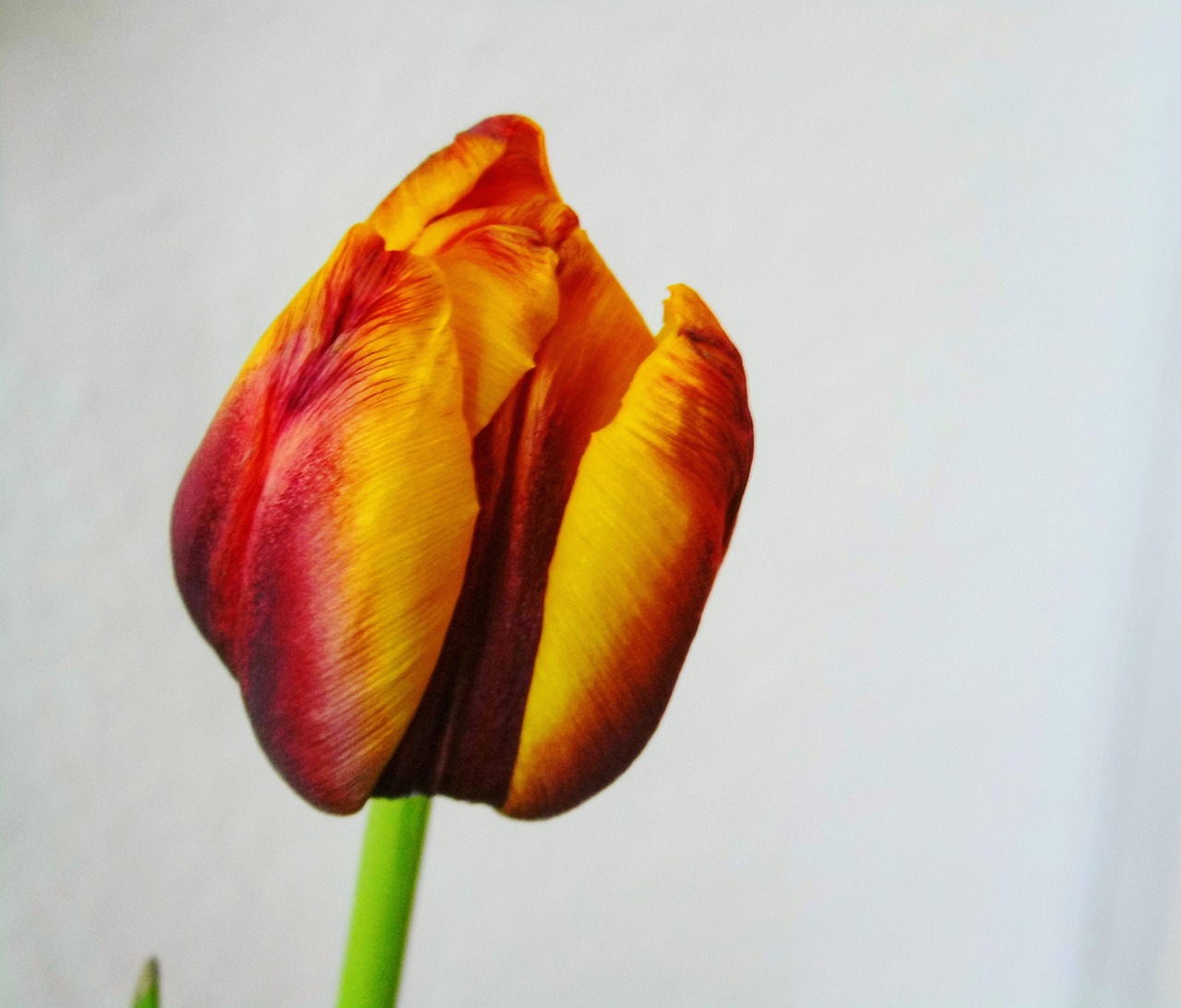 tulip red yellow free photo