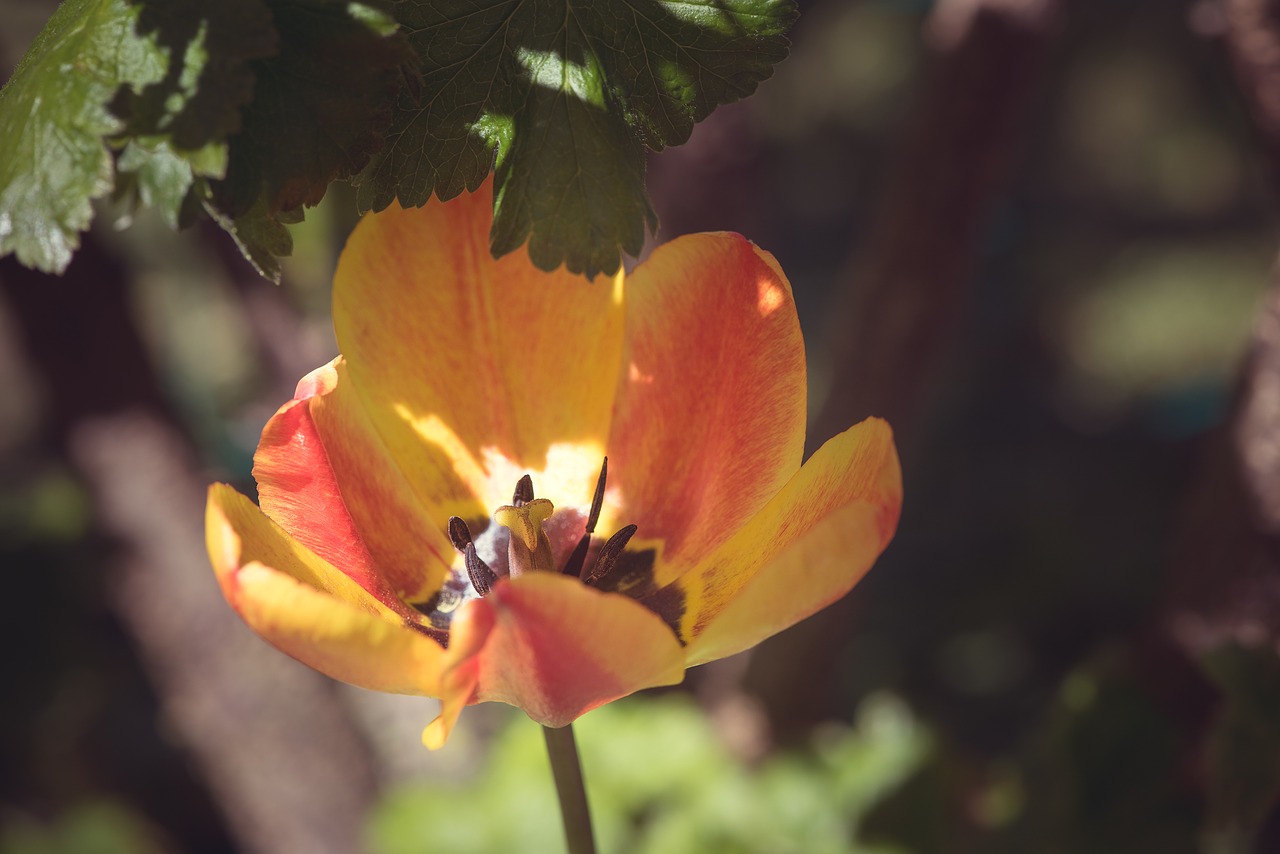 tulip flower orange free photo