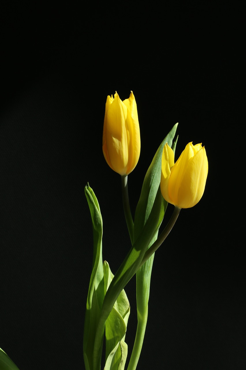 tulip yellow flower free photo