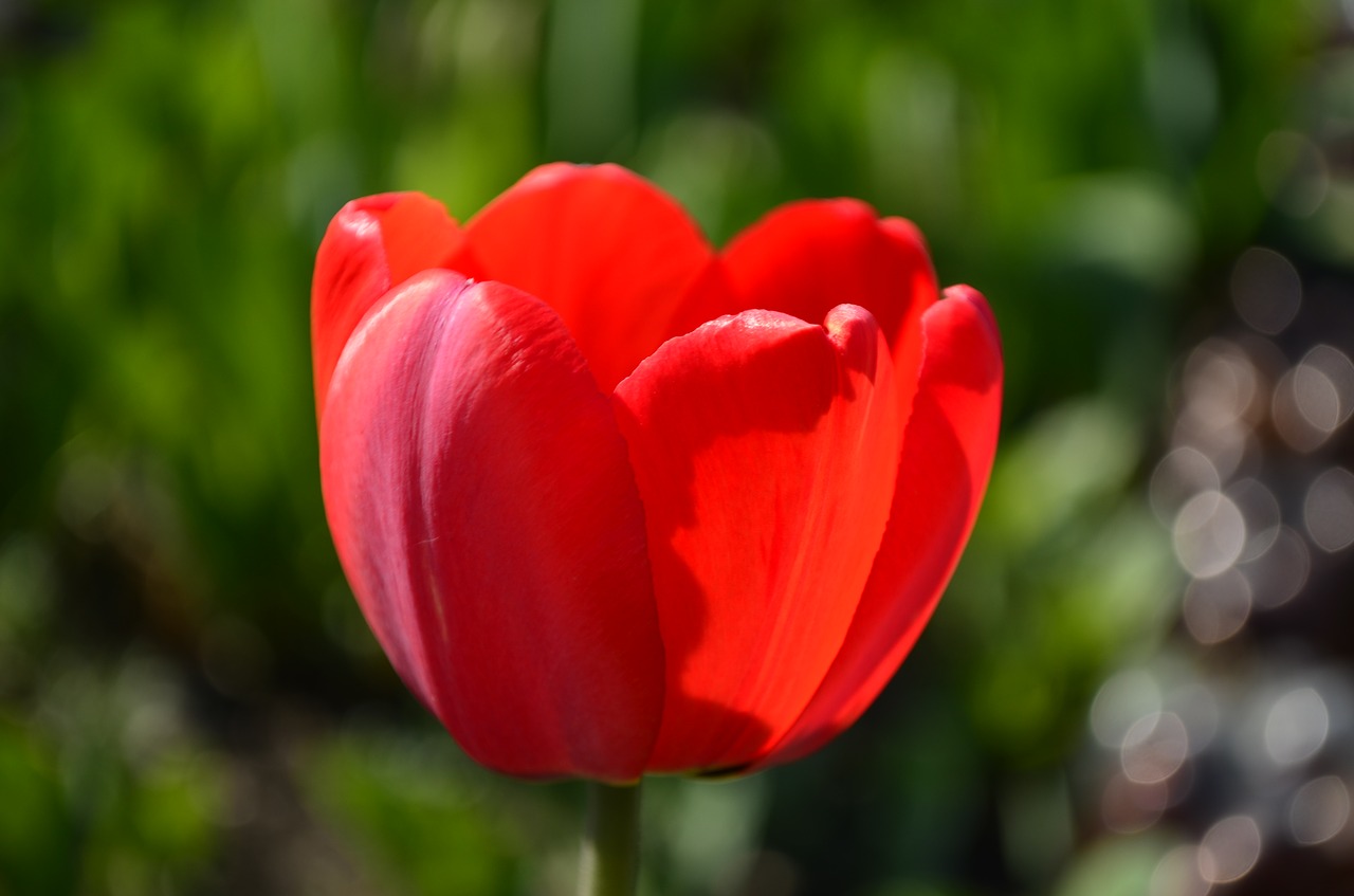 tulip flower red tulip free photo