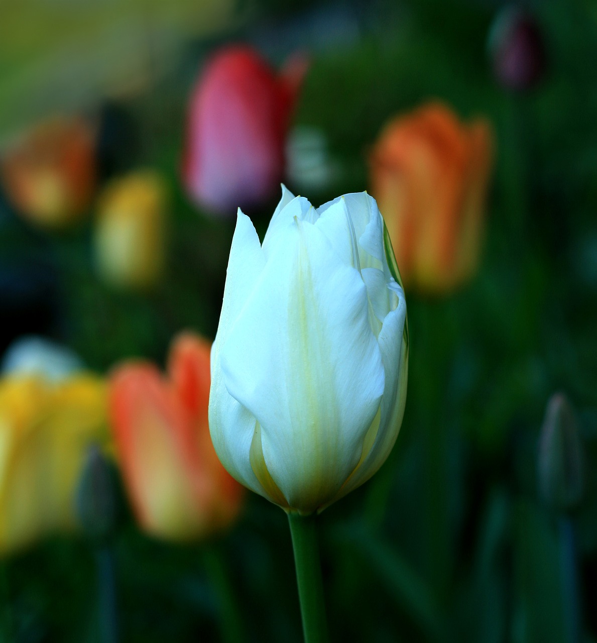 tulip flower white free photo