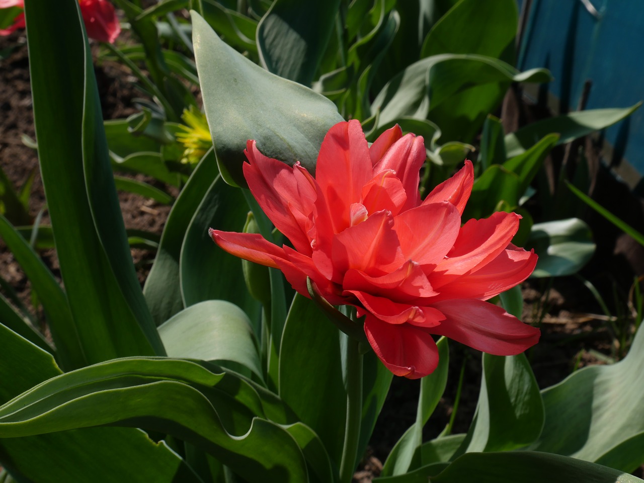 tulip pink tulip double tulip free photo