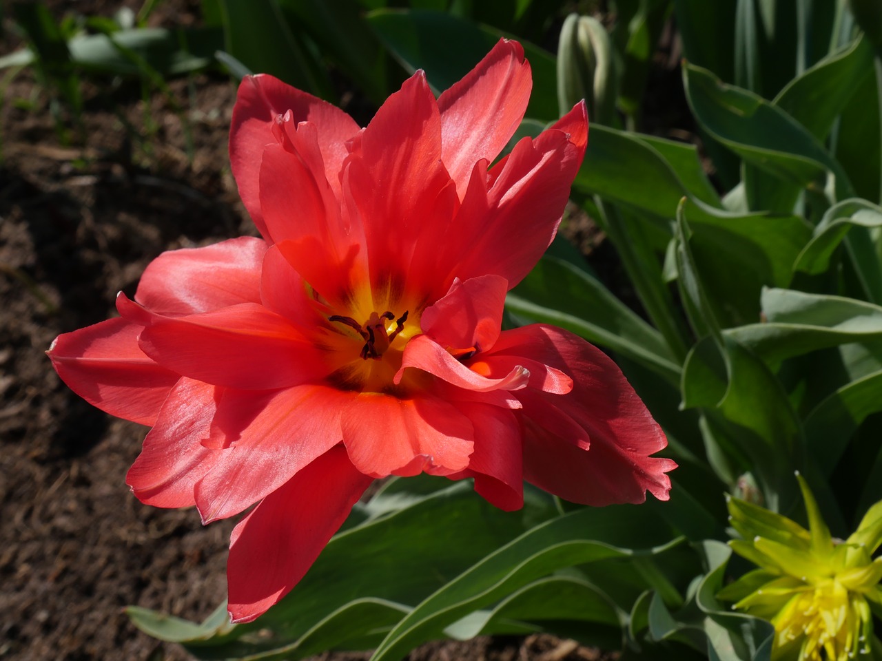 tulip pink tulip double tulip free photo