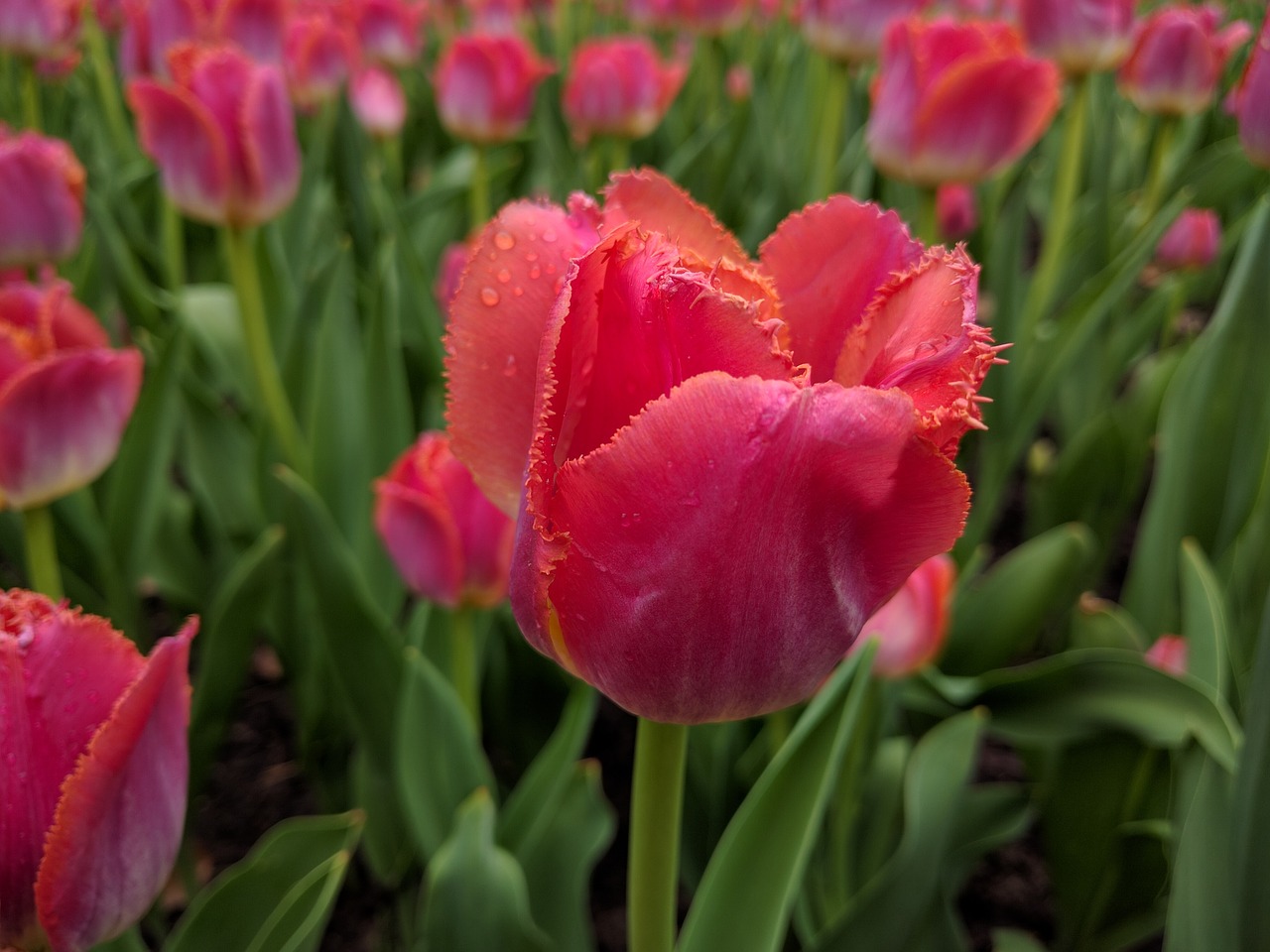 tulip flower spring free photo