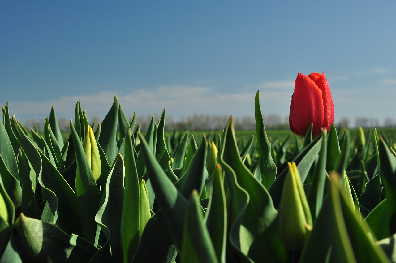 tulip red field of flowers free photo