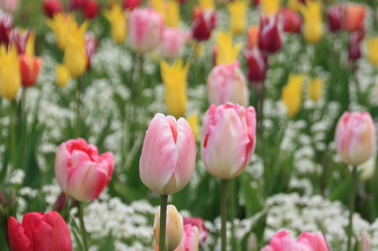 tulip flower meadow free photo