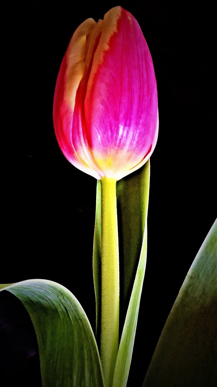 Tulip,flower,single bloom,yellow,red - free image from needpix.com