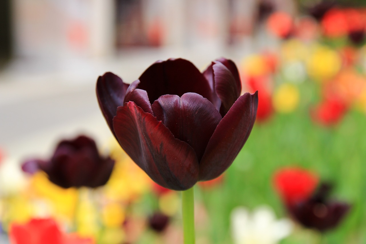 tulip flower sprint free photo