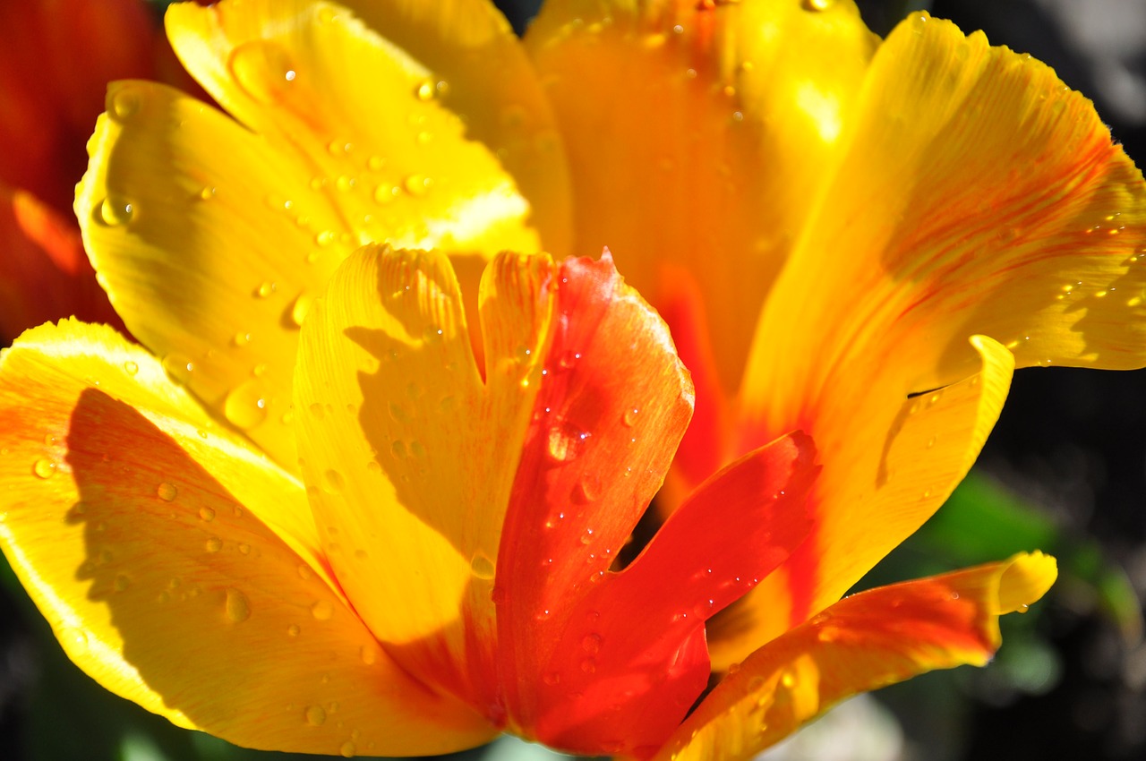 tulip yellow red free photo