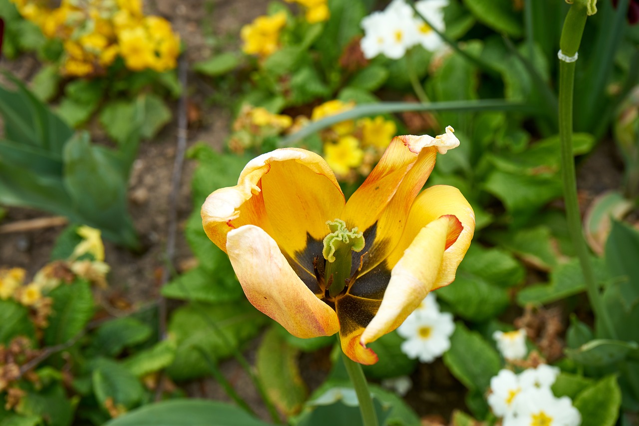 tulip flower nature free photo