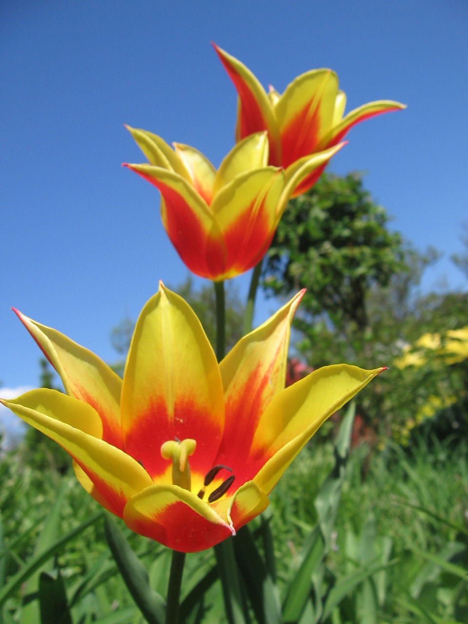 tulip tulips a variety free photo