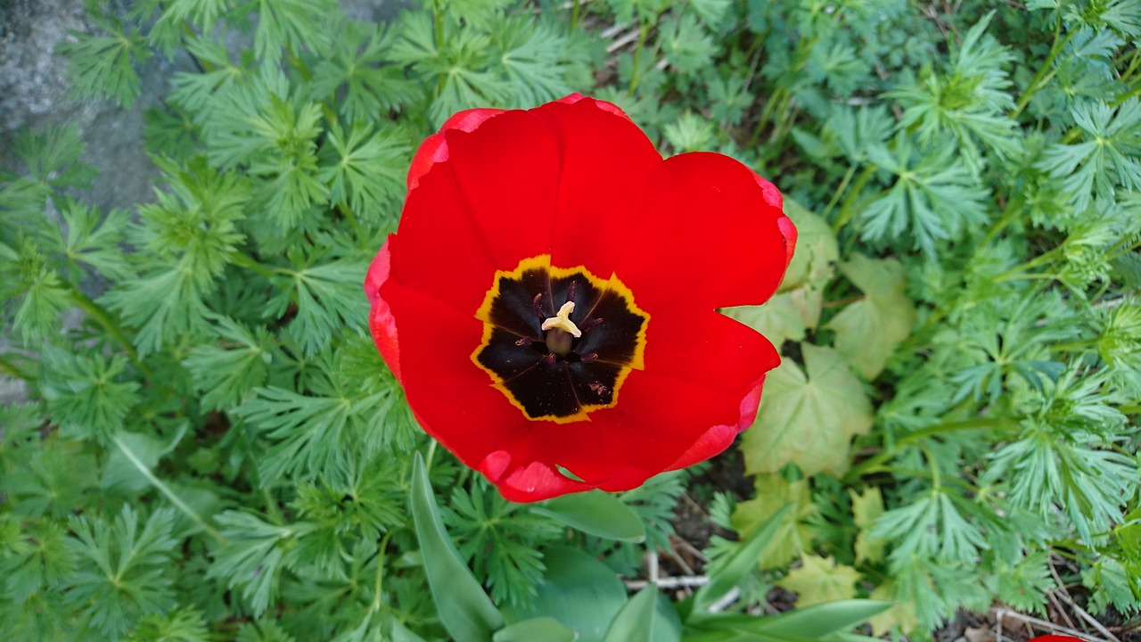 tulip red tulip flower free photo