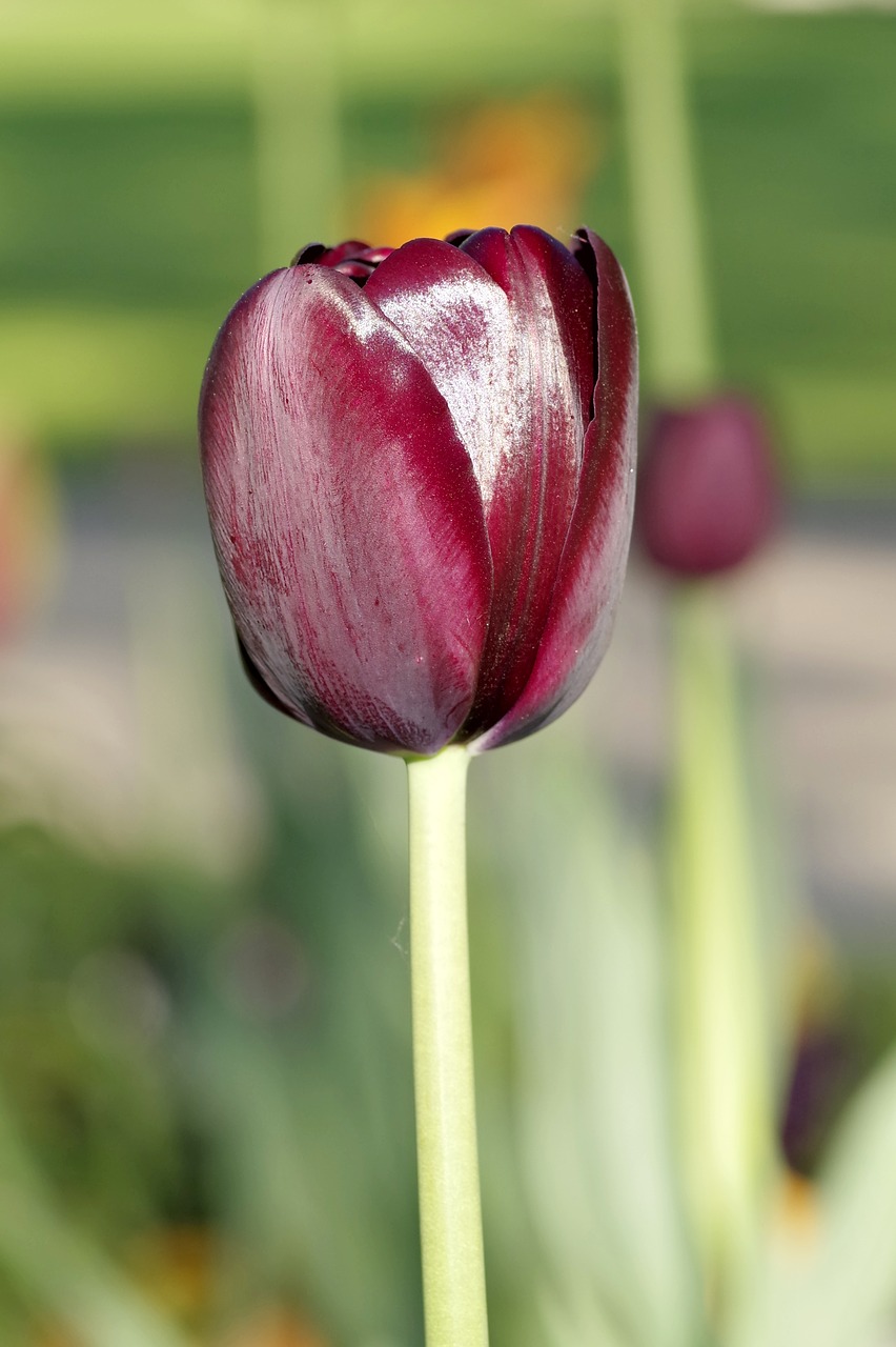 tulip black maroon free photo