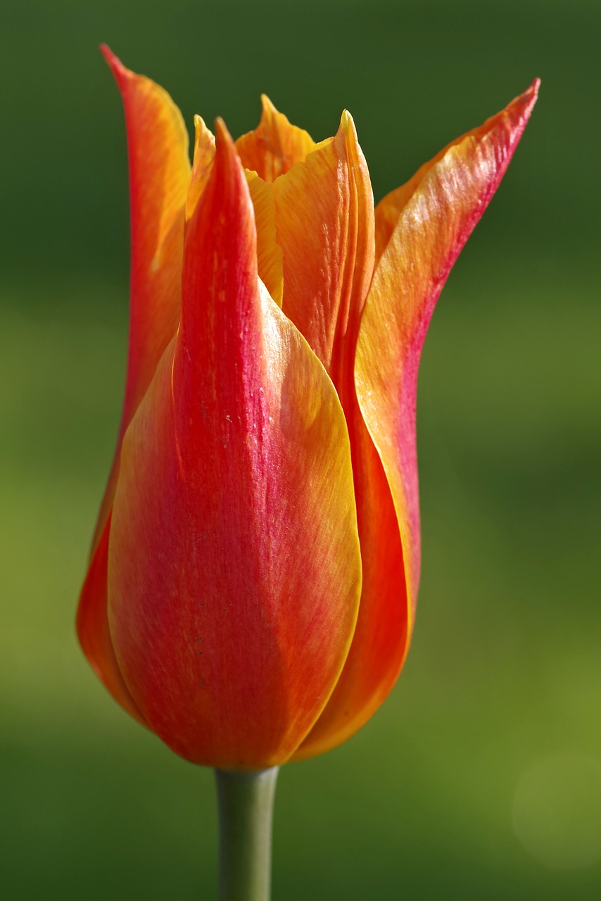 tulip red orange free photo