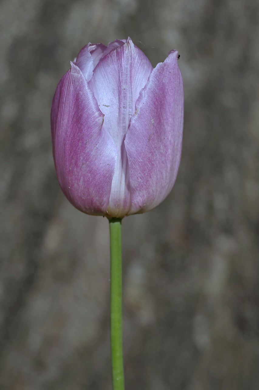 tulip violet dark free photo