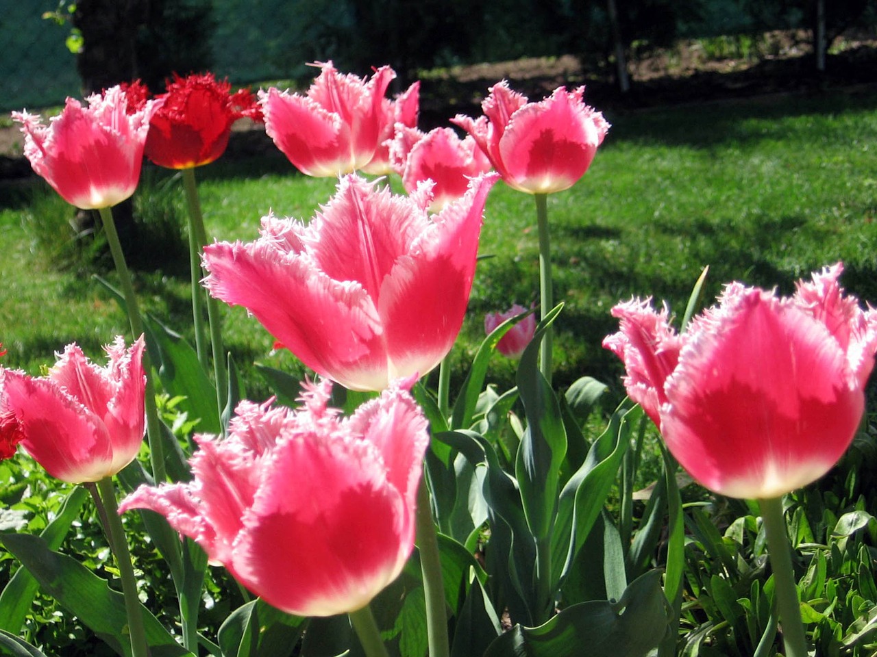 tulip tulips flowers free photo