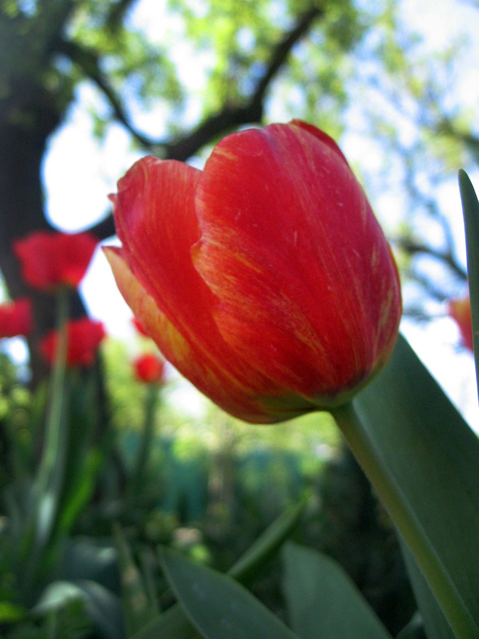 tulip plant flower free photo