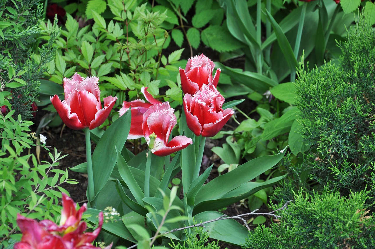 tulip flower spring free photo