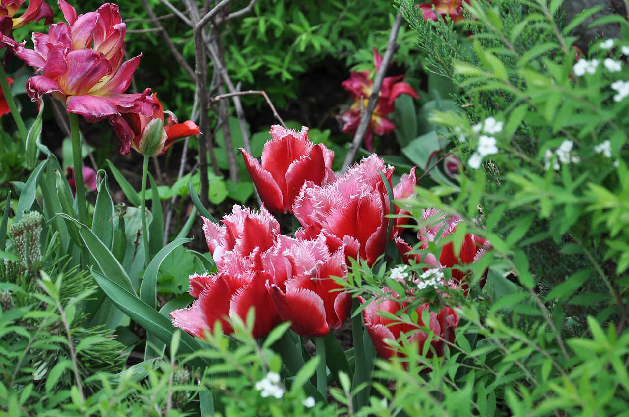 tulip flower colorful free photo