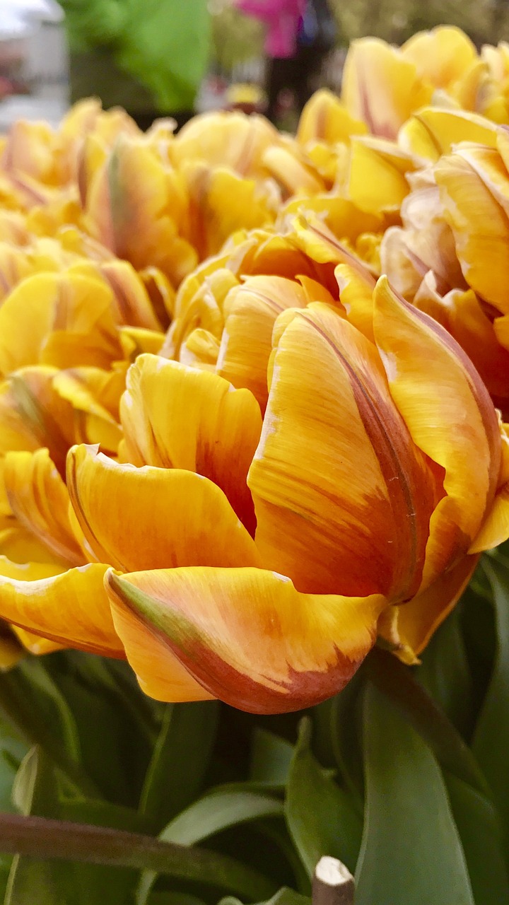 tulip gold wind free photo