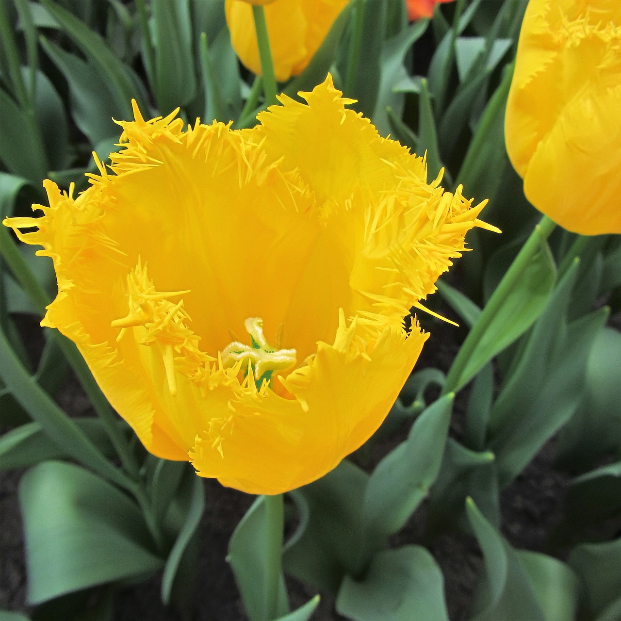 tulip tulips yellow free photo