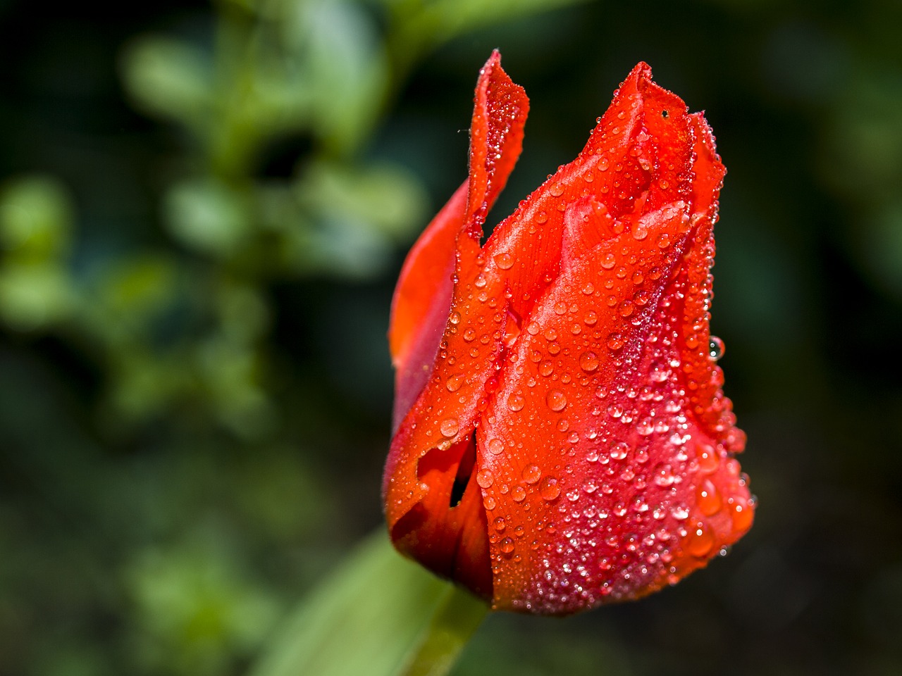 tulip flower blossom free photo