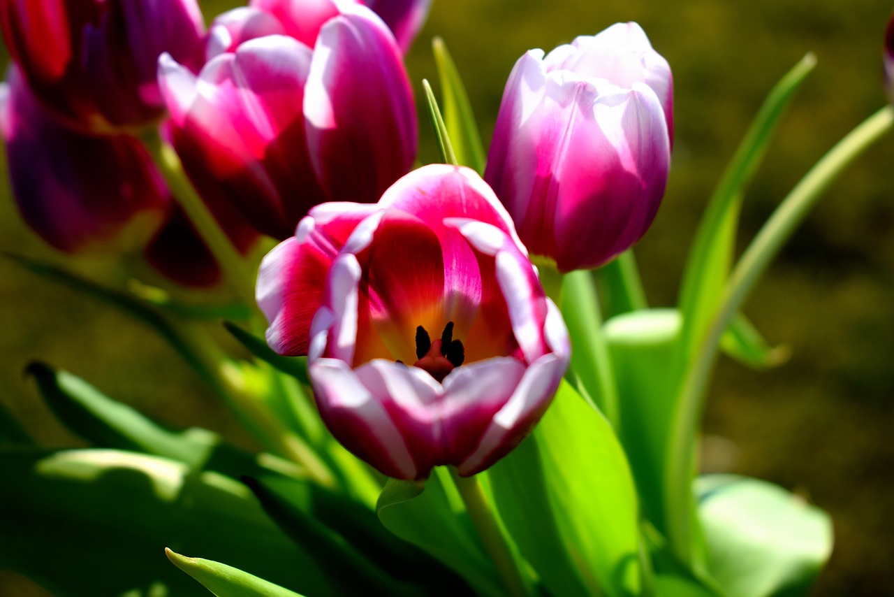 tulip flower spring free photo