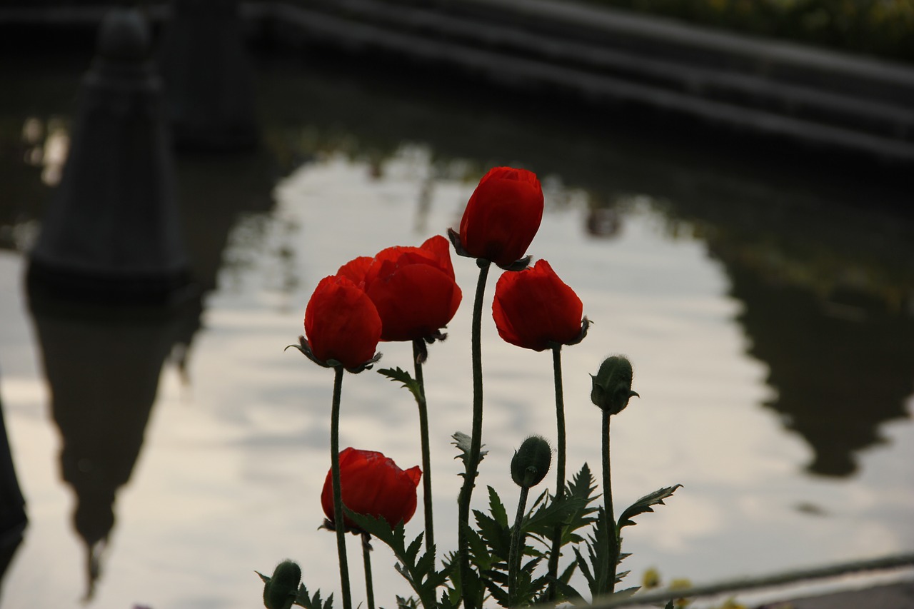 tulip garden natural free photo