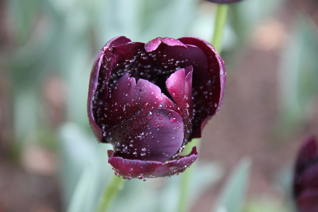 tulip flower purple free photo