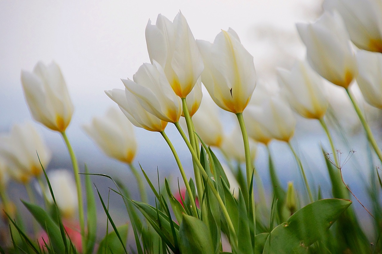 tulip white spring free photo