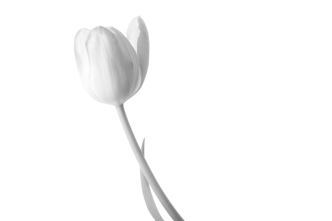 tulip flower flowers free photo