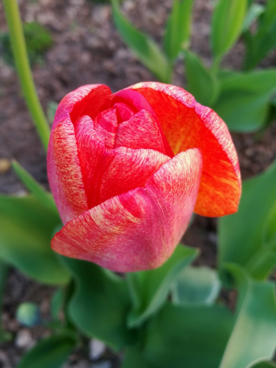 tulip macro closeup free photo