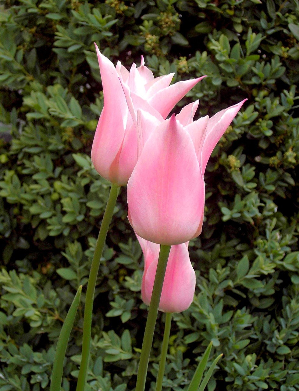 tulip flower spring flowers free photo