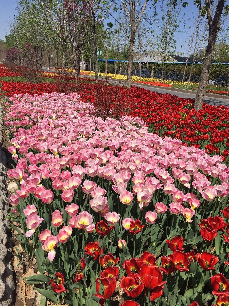 tulip flowers pink free photo