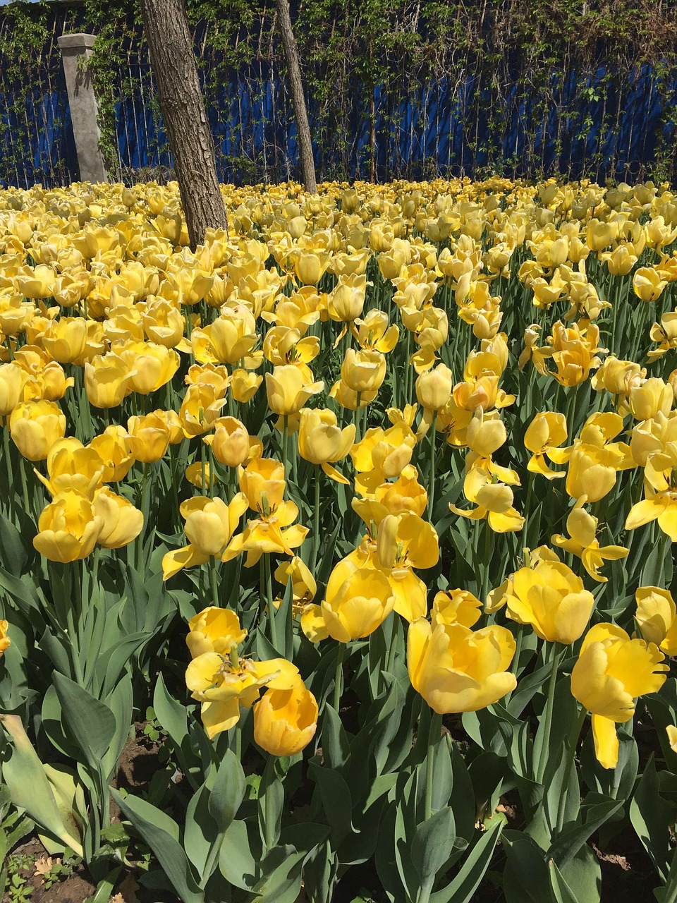 tulip flowers neat free photo