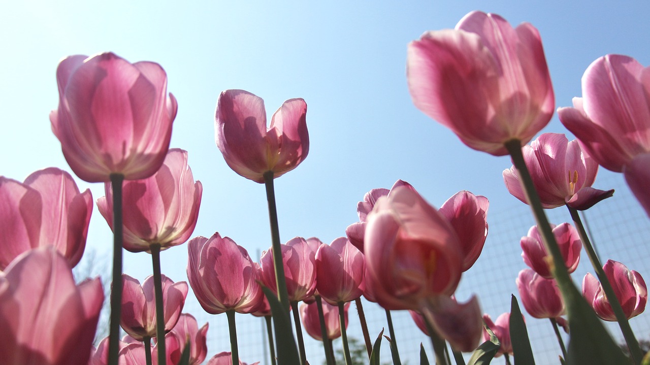 tulip flowers bottom shot free photo